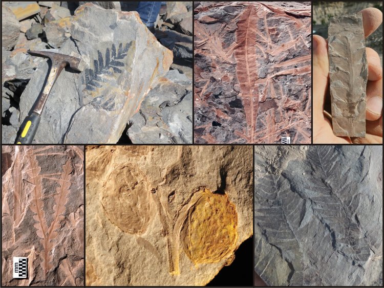 Triassic plants from Dinmore