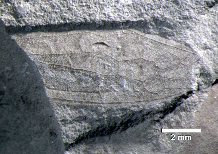 An insect fossil found by a previous student. The specimen was later donated to the museum.